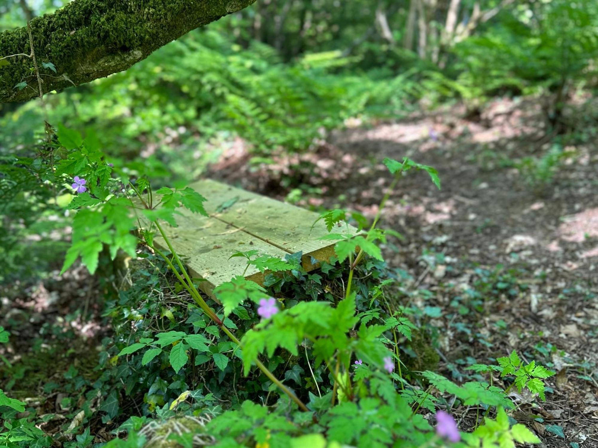 Bedwen Villa Llanarth  Dış mekan fotoğraf