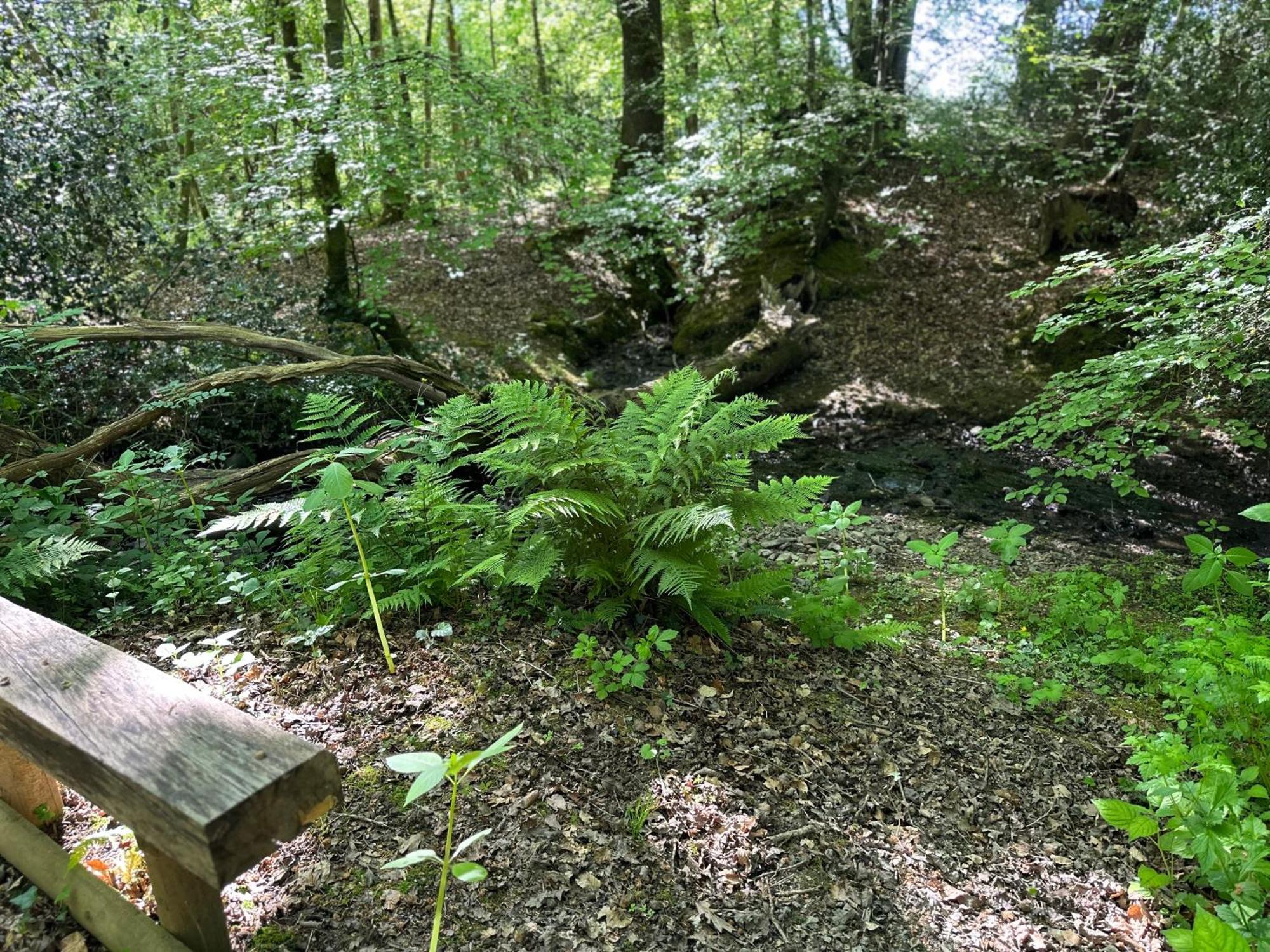 Bedwen Villa Llanarth  Dış mekan fotoğraf
